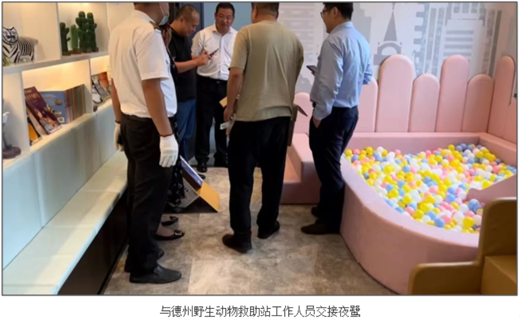  春風(fēng)合院項目與德州野生動(dòng)物救助站共同救助國家二級保護動(dòng)物